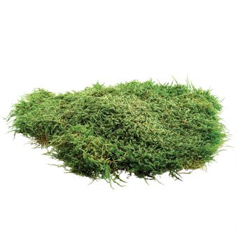 Flat Moss (500g)