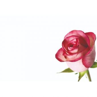 Pink Rose (60-00027-GROUP)