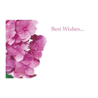 Best Wishes - Pink Hydrangeas
