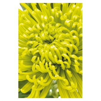 Green Spider Chrysanthemum (60-00183-GROUP)