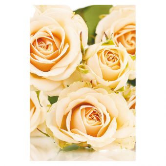 Cream Roses (60-00184-GROUP)