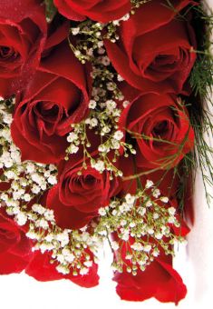 Dozen Red Roses & Gypsophila (60-00339-GROUP)