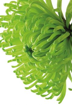 Green Chrysanthemum (60-00372-GROUP)