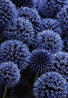 Dark Blue Allium (60-00396-GROUP)