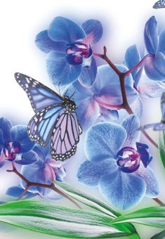 Blue Orchid & Butterfly (60-00399-GROUP)