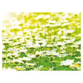 Field of Daisies (60-00489-GROUP)