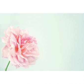 Pink Dahlia (60-00725-GROUP)
