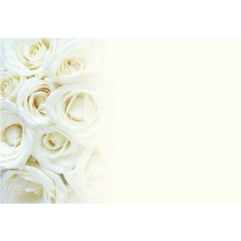 Ivory Roses (60-00727-GROUP)