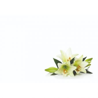 Lilies (60-00733-GROUP)