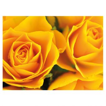 Golden Roses (60-00830-GROUP)
