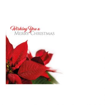 Wishing You a Merry Christmas -  Poinsettia