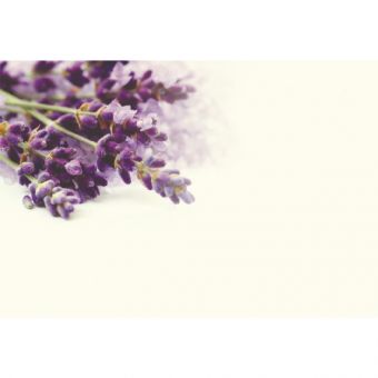 Lavender (60-70021-GROUP)